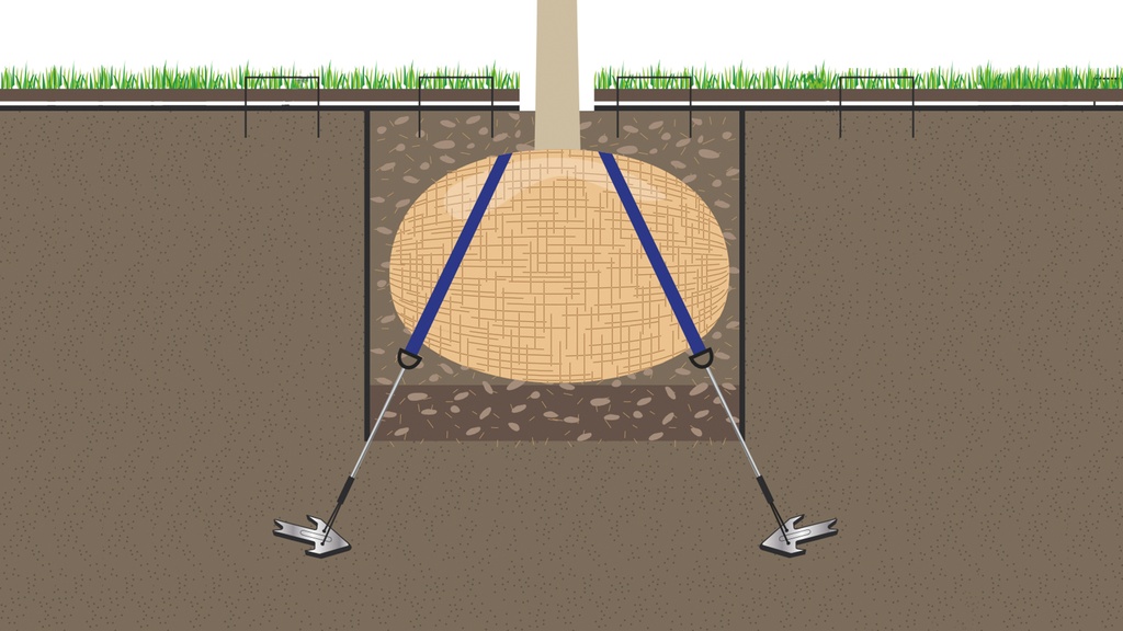 Wurzelballenverankerung mit Erdanker, Baumhöhe 4.5-7 m