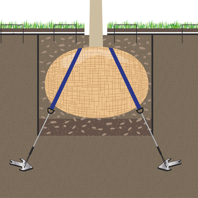 Wurzelballenverankerung mit Erdanker, Baumhöhe 4.5-7 m