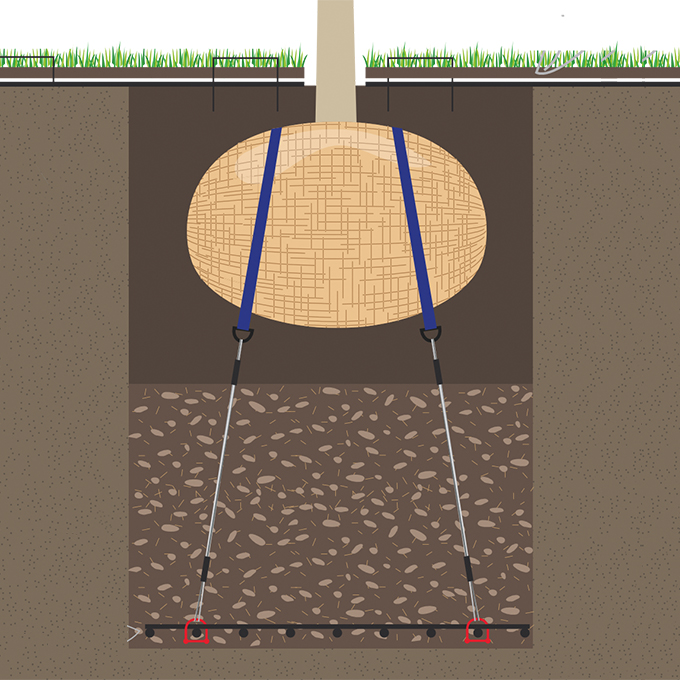 Wurzelballenverankerung mit Schäkel, Baumhöhe 4-6 m