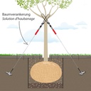 Baumverankerung, Baumhöhe 2-4.5 m