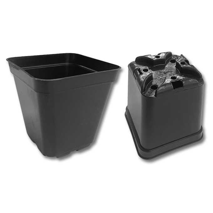 Kakteen-Container schwarz 8 x 8 x 8 cm, 1925 Stück