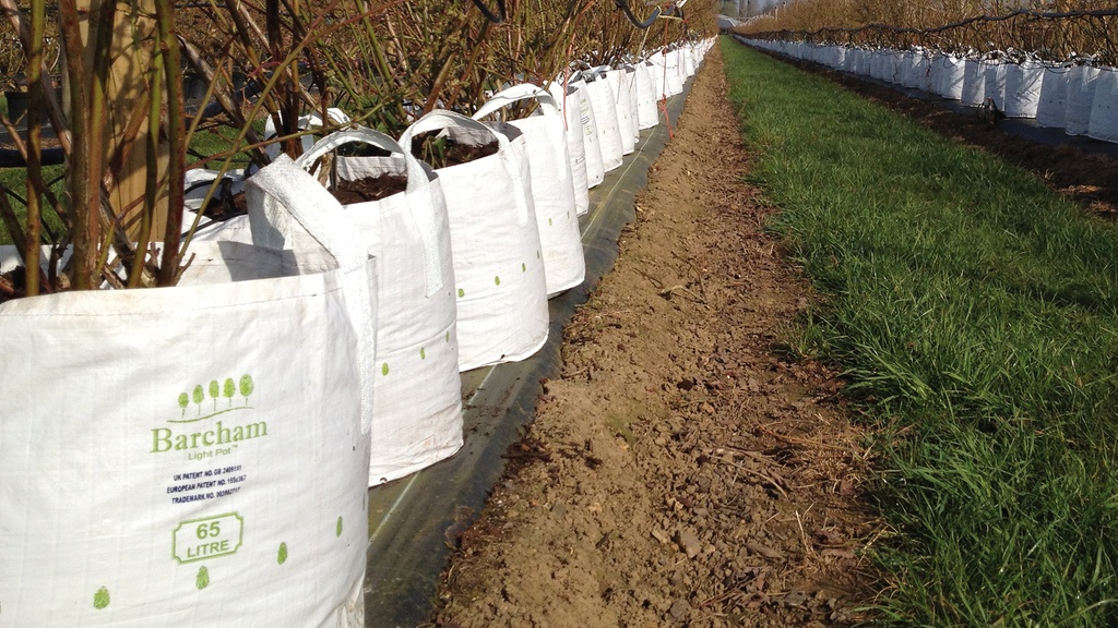 Baumschulcontainer White Bag 500 lt