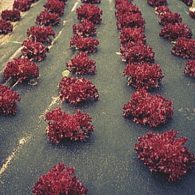 Voile de paillage COVERTAN 50 g/m², longueur 250 m, largeur 120 cm