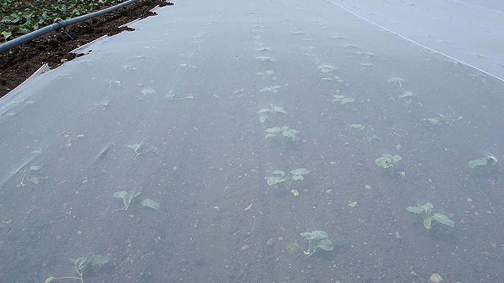 Kulturschutznetz FILBIO 17 g/m², 100 m lang, 420 cm breit