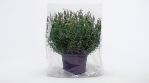Flachbeutel transparent 60 x 75 cm, Rolle à 100 Stück