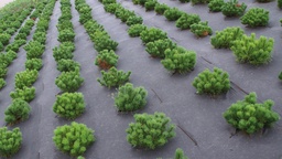 [135.955] Toile de paillage BIOCOVERS, 157 g/m², longueur 100 m, largeur 200 cm