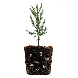 [202.734.1] Vlieswürfel LITE-CUBES BIO1, Sack à 50 Liter