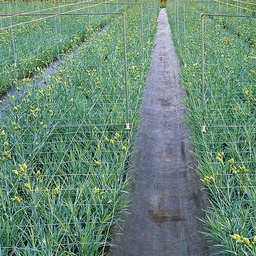 [201.210] Treillis soudé en plastique largeur 152 cm, 170x150 mm