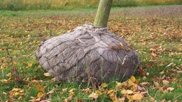 [202.085] Balliergewebe PLANTATEX 100 cm breit, Rolle à 100 m