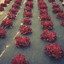 [135.300] Voile de paillage COVERTAN 50 g/m², longueur 250 m, largeur 120 cm