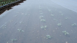 [135.610] Filet de protection FILBIO 17 g/m², longueur 100 m, largeur 420 cm