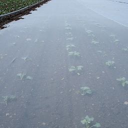 [135.610] Filet de protection FILBIO 17 g/m², longueur 100 m, largeur 420 cm